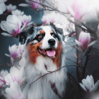 Australian Shepherd