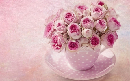 Roses - white, pink, dot, rose, flower, cup