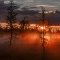 Foggy Woods Sunset