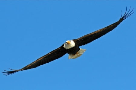 A Majestic Bald Eagle - eagle, birds, nature, animals