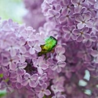 LILACS WITH GREEN BEETLE