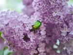 LILACS WITH GREEN BEETLE