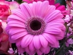 BEAUTIFUL GERBERA