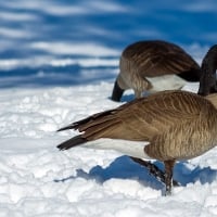 Canada Geese