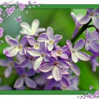 FRAMED LILACS