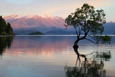 wanaka tree - fun, wanaka tree, nature, New Zealand, lake, cool, mountain