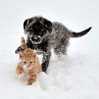 Friends Playing In Snow