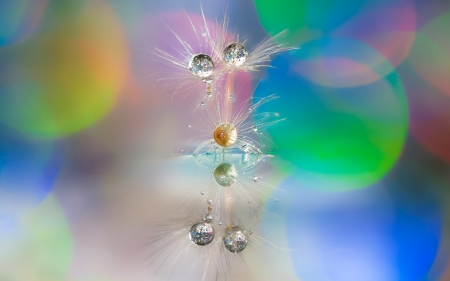 Water drops - bokeh, water drop, macro, dandelion, seed, texture