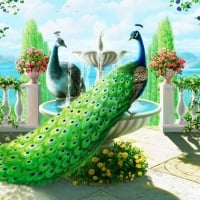 Peacocks