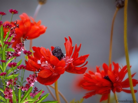 RED ANEMONE - FLOWER, RED, ANEMONE, PRETTY