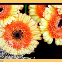 YELLOW ORANGE GERBERA