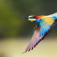 Golden Bee-Eater