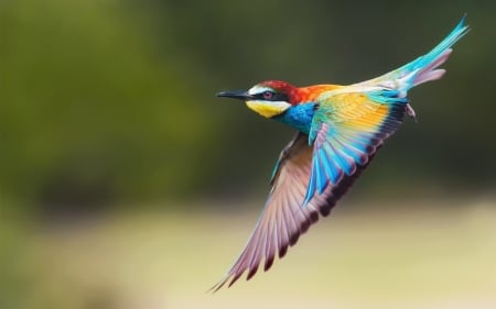 Golden Bee-Eater - bird, colorful, golden bee-eater, wings, pasare