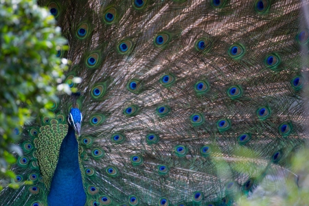 Peacock - tail, peacock, blue, paun, feather, green, pasare, bird