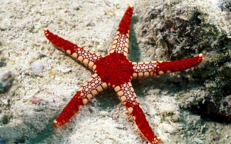 starfish - starfish, nature, seabed, aniaml