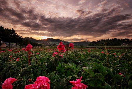 Peonies Field at Sunset - nature, peonies, sky, clouds, flowers, sunset