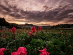 Peonies Field at Sunset