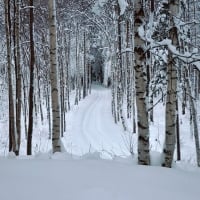 Birch Tree Forest Winter Snow Path