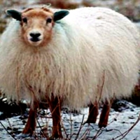 Icelandic Sheep