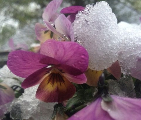 violets in the snow - flowers, winter, violets, nature, photography, snow, beauty