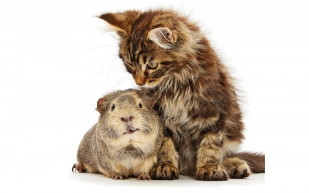 Guinea pig and cat - pet, white, animal, pisica, guinea pig, couple, cat