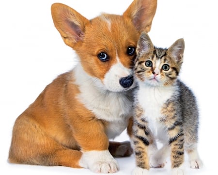 Friends - animal, cute, caine, puppy, cat, pisica, kitten, pet, couple, dog