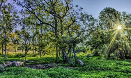 Rays of Light and Trees - trees, nature, rays, lights, grass, sun