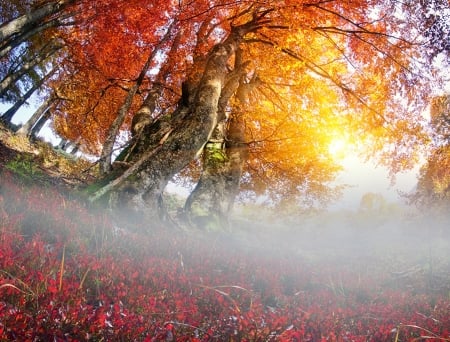 Autumn Mist - trees, nature, fog, autumn, mist, leaves