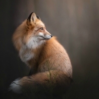 Red Fox