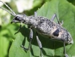 bug on a green leaf