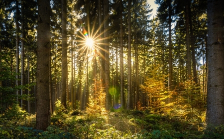 Sunbeam Through The Trees - nature, rays, trees, sunbeam, lights