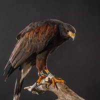 Harris Hawk