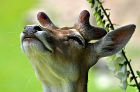 Deer - face, green, animal, deer, caprior