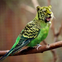 Tiger-parrot