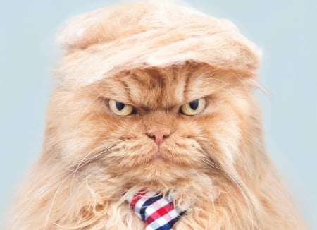 :) - tiw, pisica, donald trump, funny, face, cat