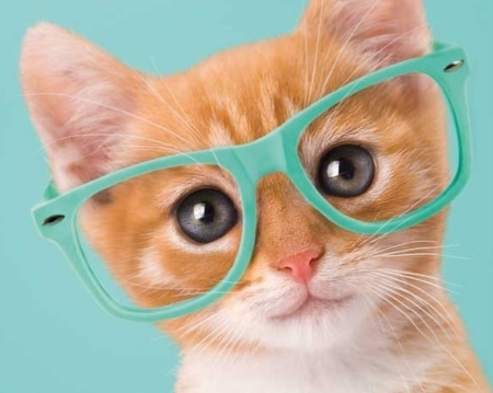 Kitten - face, funny, animal, glasses, cute, cat, blue, pisica, kitten