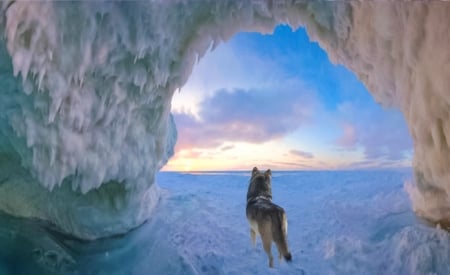 Morning view - MORNIG, WOLF, CAVE, WINTER