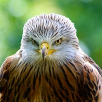 The Eagle is Angry