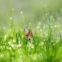 Baby Fox and Dew Drops