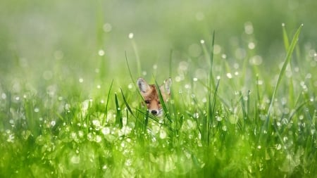 Baby Fox and Dew Drops - fox, drops, morning dew, grass, morning, dew drops, dew, green, water drops, baby fox, kit, field