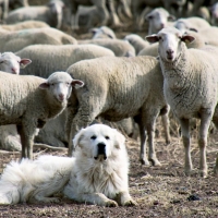 Sheep With Dog