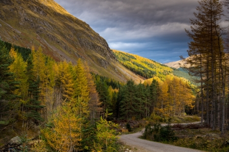 Road in the Woods - nature, autumn, trees, forest, park, mountains, road