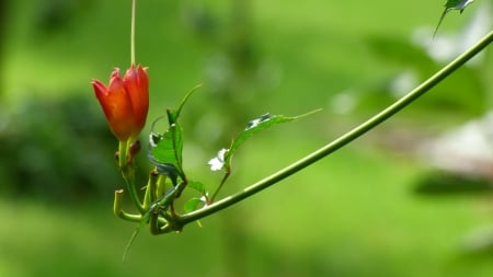 Flower - nature, suumer, garden, flower