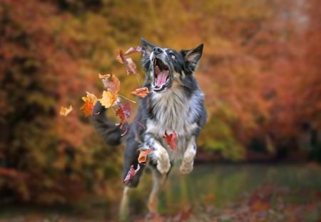 Lovely Dog - animal, border, autumn, dog, puppy, foliage, leaves