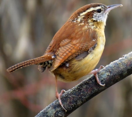 Snack time! - Photography, Nature, Birds, Outdoors