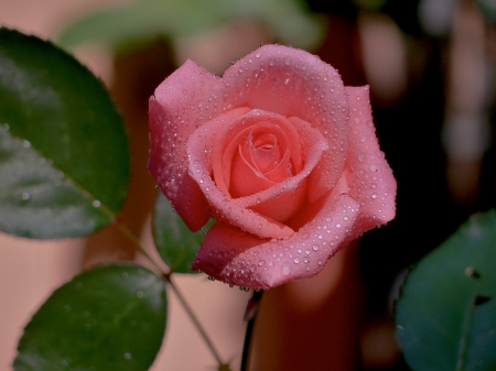 Drops on Pink Rose - nature, pink, petals, flowers, rose, drops