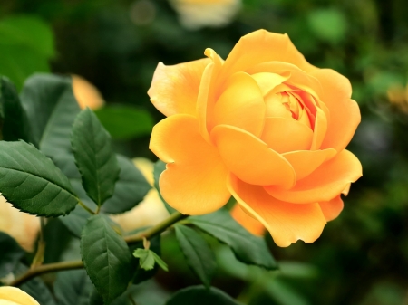 Lovely Yellow Beauty - flowers, nature, yellow, green, bud, rose, petals, leaves