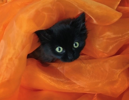 Black kitten - black, pisica, scarf, kitten, cute, orange, cat