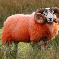 Orange Sheep