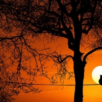 Cat on a Wire